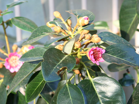 Rhodoleia henryi cv. Red Funnel