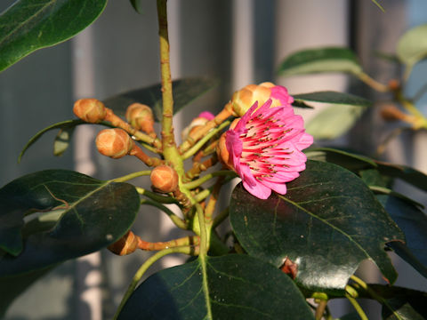 Rhodoleia henryi cv. Red Funnel