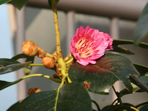 Rhodoleia henryi cv. Red Funnel