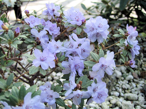 Rhododendron hippophaeoides