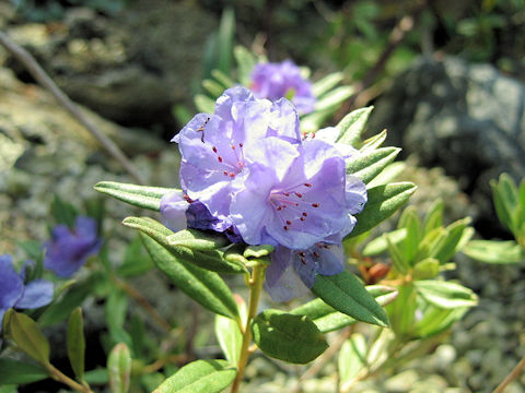 Rhododendron hippophaeoides