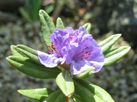 Rhododendron hippophaeoides