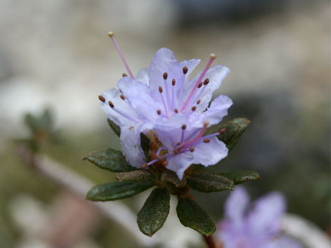 Rhododendron impeditum