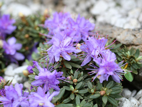 Rhododendron impeditum