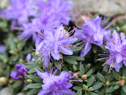 Rhododendron impeditum