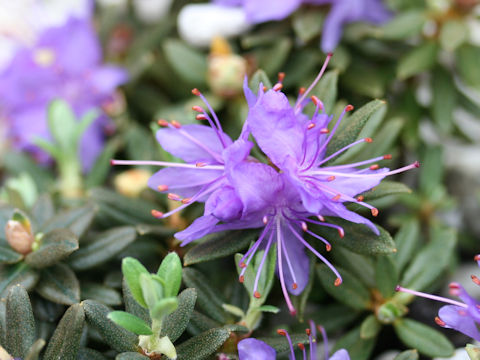 Rhododendron impeditum