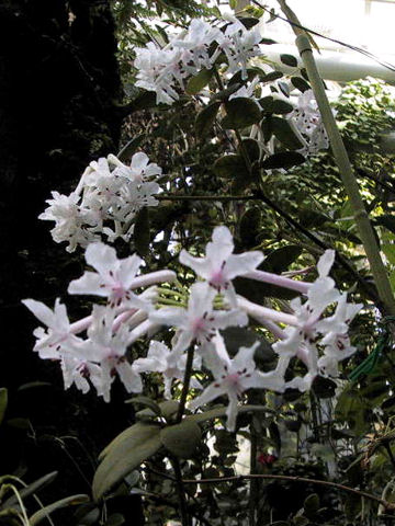 Rhododendron jasminiflorum