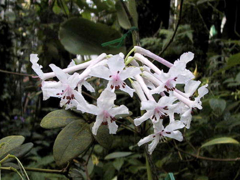 Rhododendron jasminiflorum