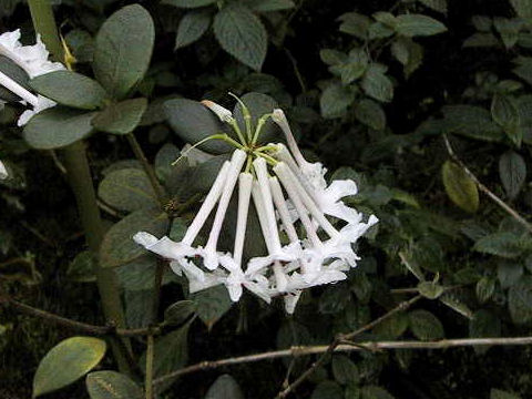 Rhododendron jasminiflorum