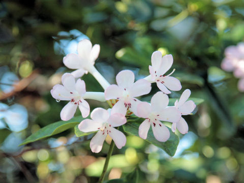 Rhododendron jasminiflorum