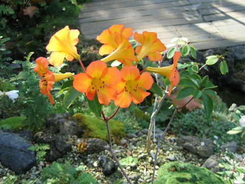 Rhododendron laetum