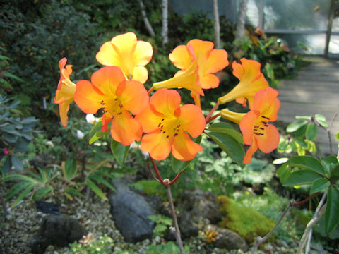 Rhododendron laetum