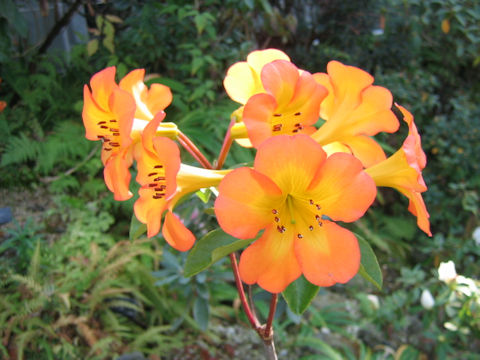 Rhododendron laetum