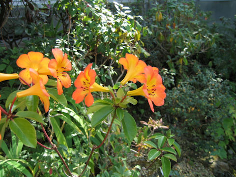 Rhododendron laetum