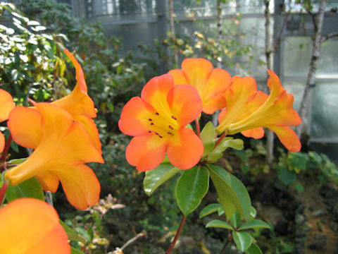 Rhododendron laetum