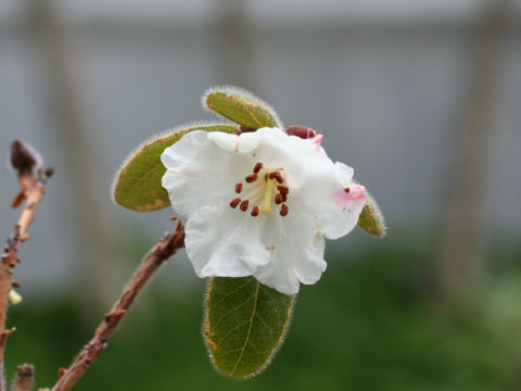 Rhododendron leucaspis