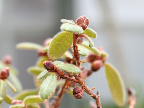 Rhododendron leucaspis