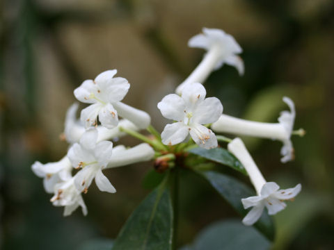 Rhododendron loranthiflorum