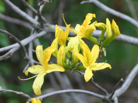 Rhododendron luteum