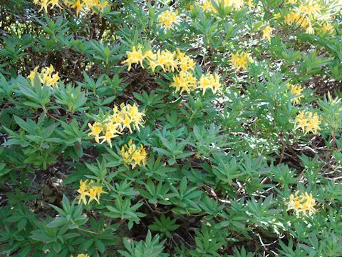 Rhododendron luteum