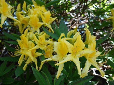 Rhododendron luteum