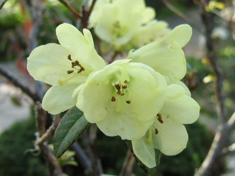 Rhododendron luteiflorum