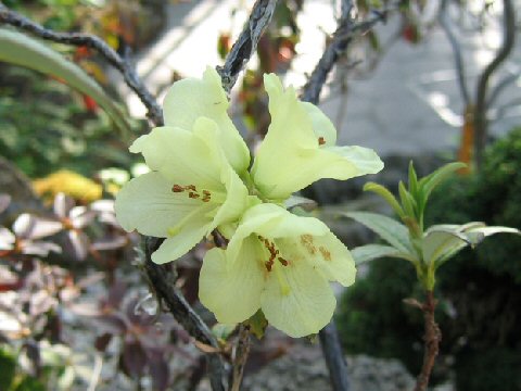 Rhododendron luteiflorum