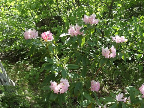 Rhododendron macrophyllu