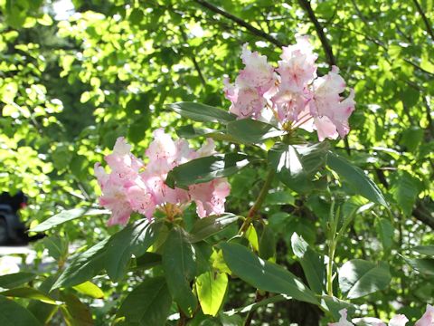 Rhododendron macrophyllu