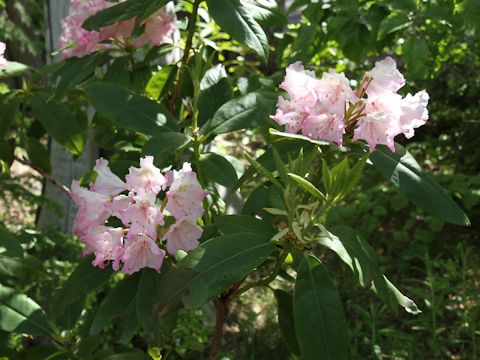 Rhododendron macrophyllu