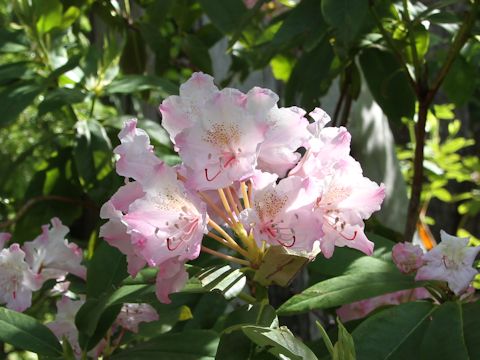 Rhododendron macrophyllu