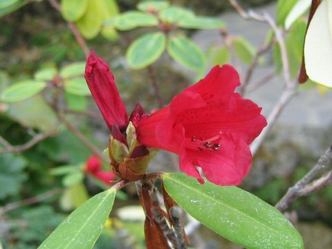 Rhododendron neriiflorum