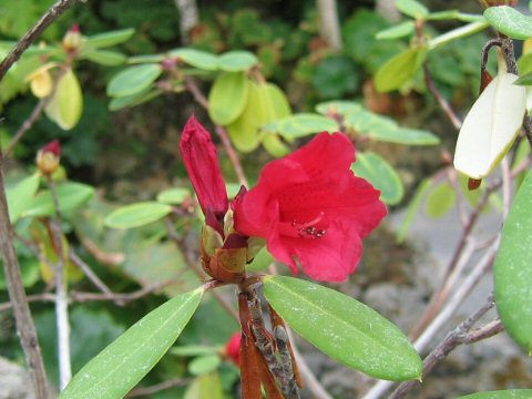 Rhododendron neriiflorum