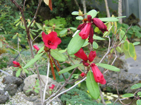 Rhododendron neriiflorum