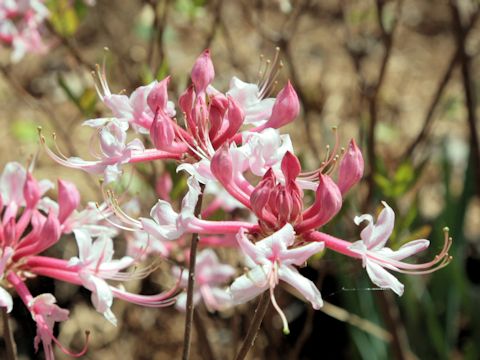 Rhododendron periclymenoides