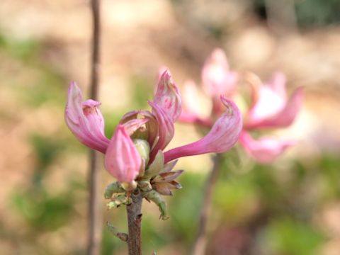 Rhododendron periclymenoides