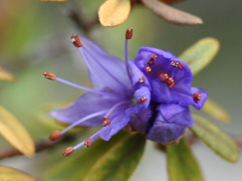 Rhododendron polycladum