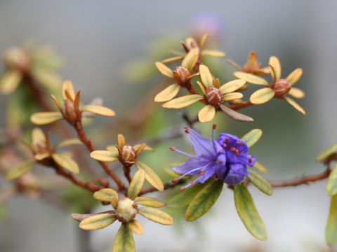 Rhododendron polycladum