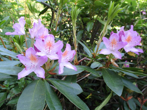 Rhododendron ponticum