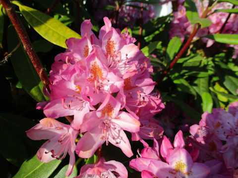 Rhododendron ponticum