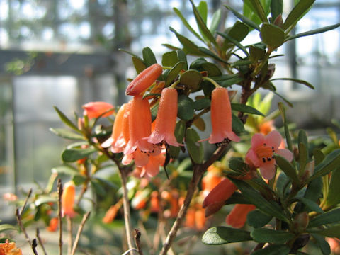 Rhododendron quadrasianum