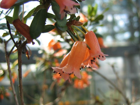 Rhododendron quadrasianum