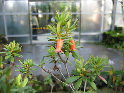 Rhododendron quadrasianum