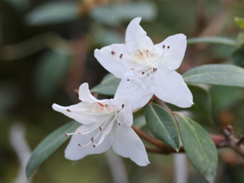 Rhododendron rigidum