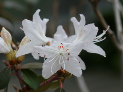 Rhododendron rigidum