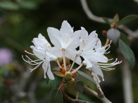 Rhododendron rigidum