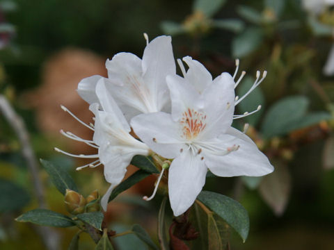 Rhododendron rigidum