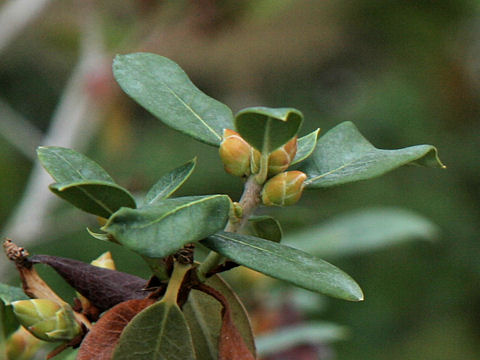 Rhododendron rigidum