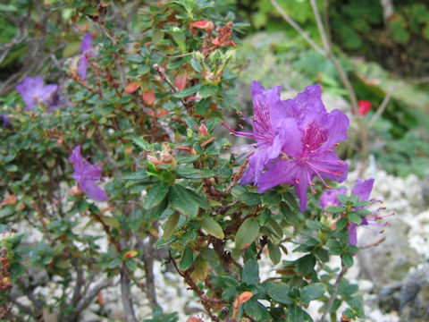 Rhododendron saluenense