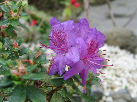 Rhododendron saluenense